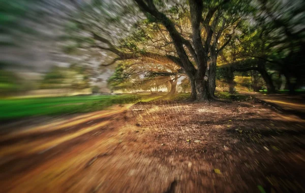 Tramonto Albero Pioggia Cambogia — Foto Stock