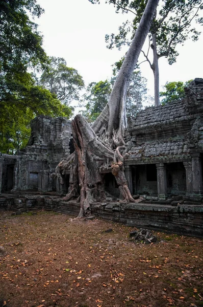 Angkor, Siem Reap, Kamboçya antik Preah Khan tapınak kalıntıları. Preah Khan Tapınağı orman ile yutmuş. Preah Khan inanılmaz popüler bir turistik 's.