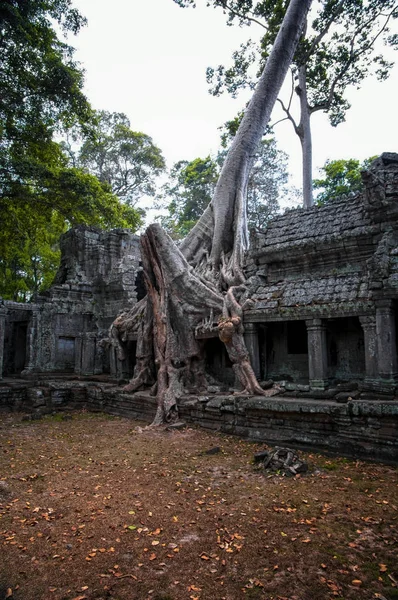 吴哥窟古柏汗寺遗址 柬埔寨暹粒 柏威夏寺被丛林吞没了 令人惊叹的柏威夏是一个受欢迎的旅游胜地 — 图库照片