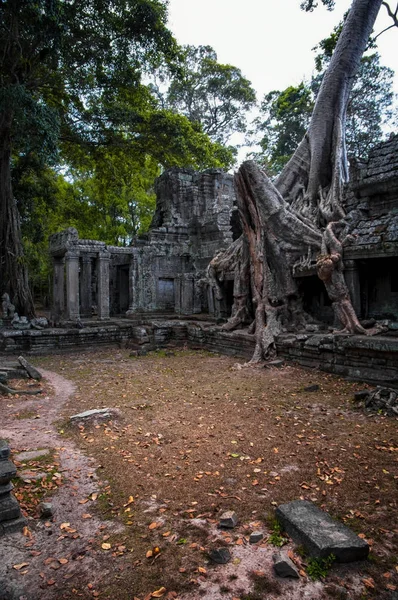 Antik Preah Khan Tapınağı Angkor, Siem Reap, Kamboçya'uins. Preah Khan Tapınağı orman ile yutmuş. Preah Khan inanılmaz popüler bir turistik 's.