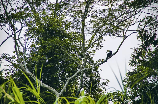 Kinabatangan River Borneo Malaysia — 图库照片