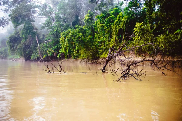 Река Кинабатанган Борнео Малайзия — стоковое фото