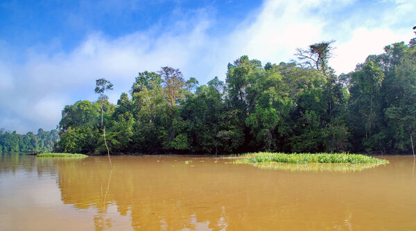 Река Кинабатанган, Борнео, Малайзия
