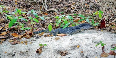 Kaplumbağa Adası üzerinde Malezya bir kertenkele