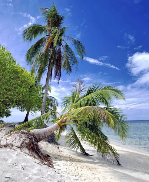 Selingan Ilha Tartaruga Perto Bornéu Mar Sulu — Fotografia de Stock