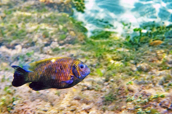 Die Unterwasserwelt Des Sulu Meeres — Stockfoto