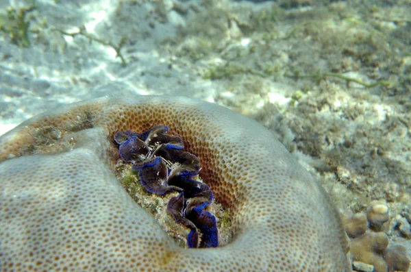 Mondo Sottomarino Del Mare Sulu — Foto Stock