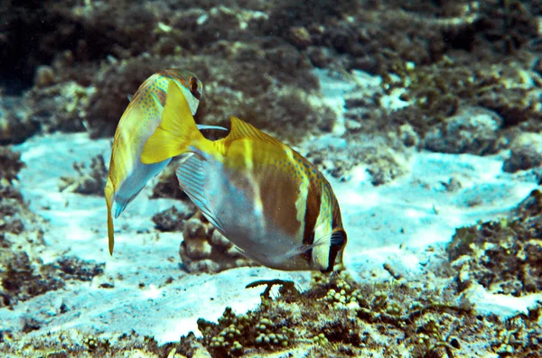 Mundo Subaquático Mar Sulu — Fotografia de Stock