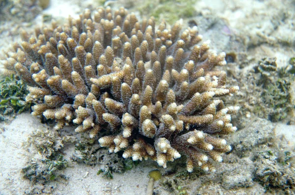 Mondo Sottomarino Del Mare Sulu — Foto Stock