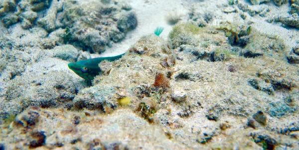 Dunia Bawah Laut Dari Laut Sulu — Stok Foto