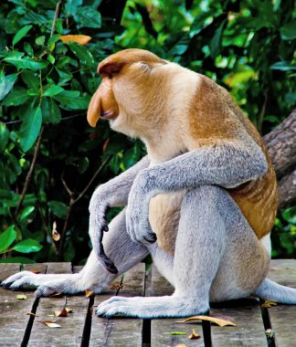 Borneo ormanlarda nosed maymunlar (Kalimantan)