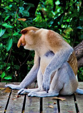 Borneo ormanlarda nosed maymunlar (Kalimantan)