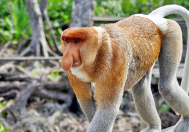 Borneo ormanlarda nosed maymunlar (Kalimantan)