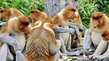Borneo ormanlarda nosed maymunlar (Kalimantan)