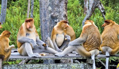 Borneo ormanlarda nosed maymunlar (Kalimantan)