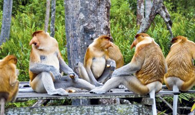 Borneo ormanlarda nosed maymunlar (Kalimantan)