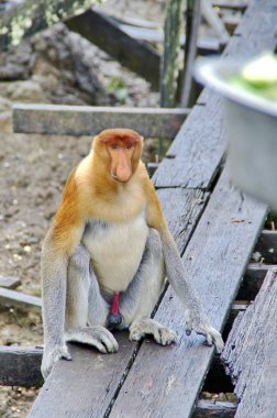 Proboscis monkeys endemic of Borneo island in Malaysia clipart