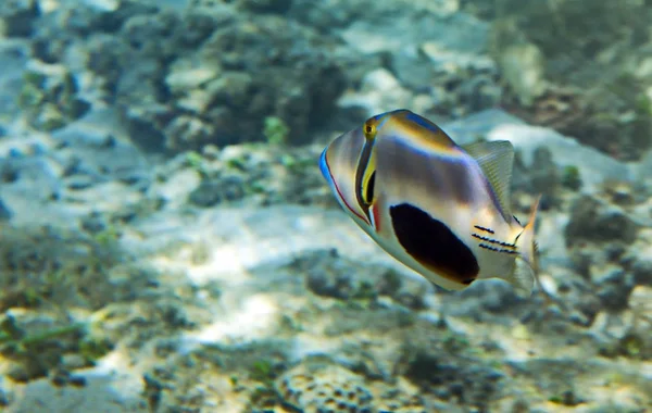 Mondo Sottomarino Del Mare Sulu — Foto Stock