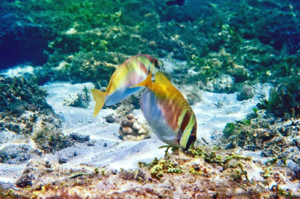 Underwater World Sulu Sea — Stock Photo, Image