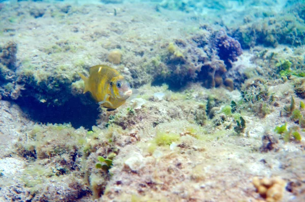 Mondo Sottomarino Del Mare Sulu — Foto Stock