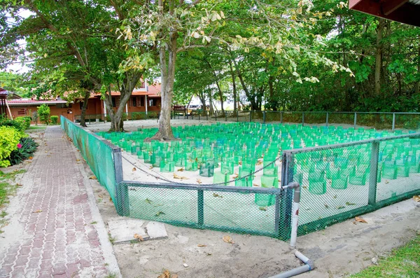 Kaplumbağa Kuluçkahane Selingan Adası — Stok fotoğraf