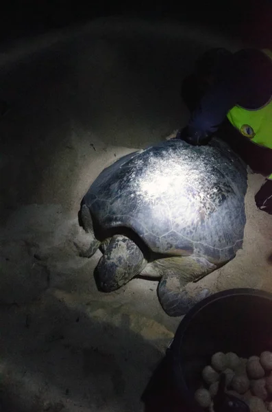 Turtle Hatchery Selingan Island — Stock Photo, Image