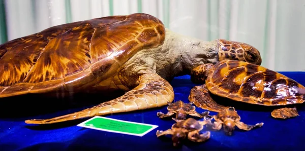 Turtle Hatchery Selingan Island — Stock Photo, Image