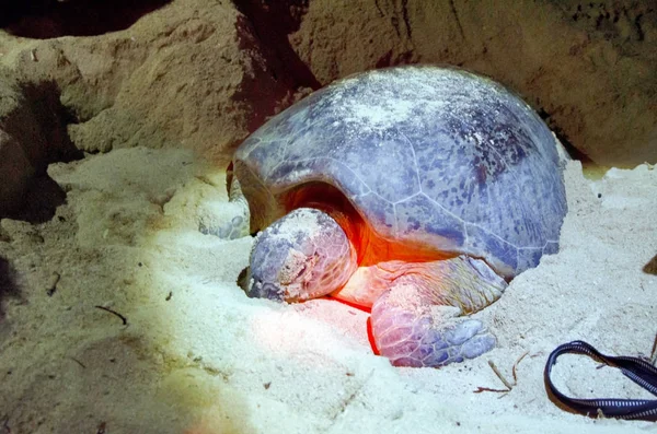 Wylęgarni Żółwia Wyspie Selingan — Zdjęcie stockowe