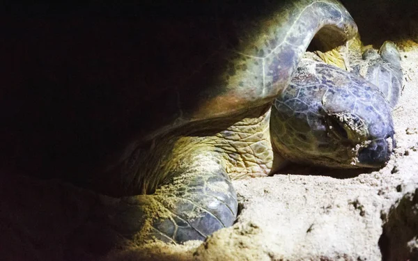 Turtle Hatchery Selingan Island — Stock Photo, Image