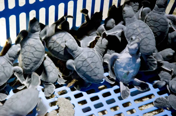 Schildkrötenbrüterei Auf Der Insel Selingan — Stockfoto