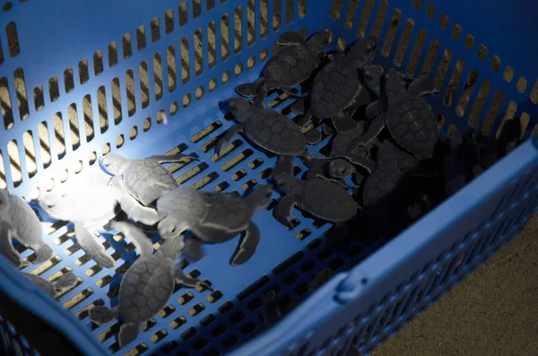 Turtle Hatchery Selingan Island — Stock Photo, Image