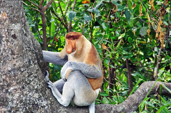 Monos entrometidos en las selvas de Borneo (Kalimantan ) — Foto de Stock