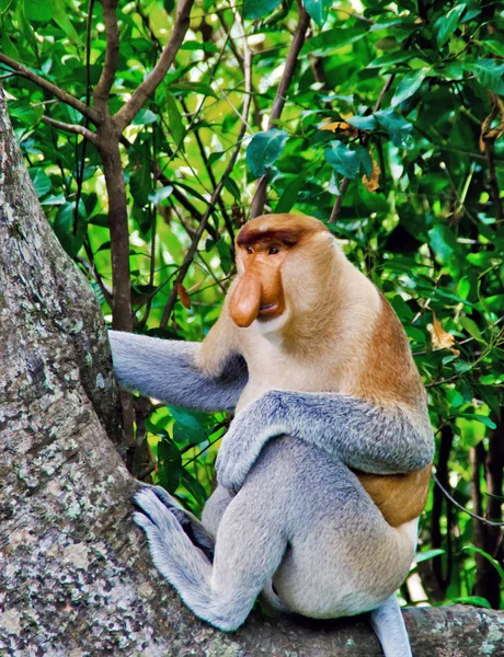 Neusapen in de jungle van Borneo (Kalimantan) — Stockfoto