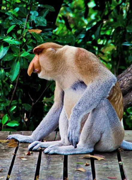 Monos entrometidos en las selvas de Borneo (Kalimantan ) —  Fotos de Stock