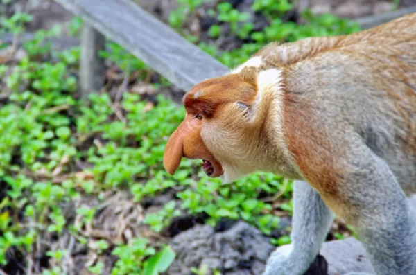 Nosed małpy w dżungli Borneo (Kalimantan) — Zdjęcie stockowe