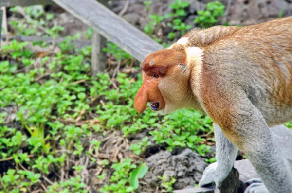 Monos entrometidos en las selvas de Borneo (Kalimantan ) —  Fotos de Stock