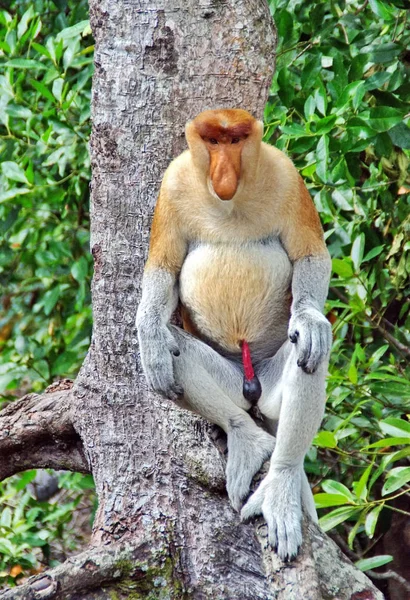 Nozované opice v džunklech Borneo (Kalimantan) — Stock fotografie
