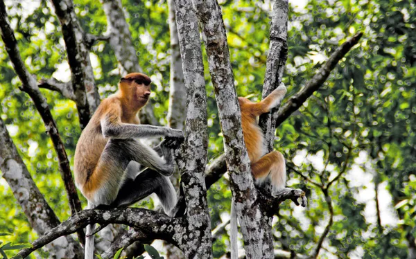 Monos entrometidos en las selvas de Borneo (Kalimantan ) — Foto de Stock