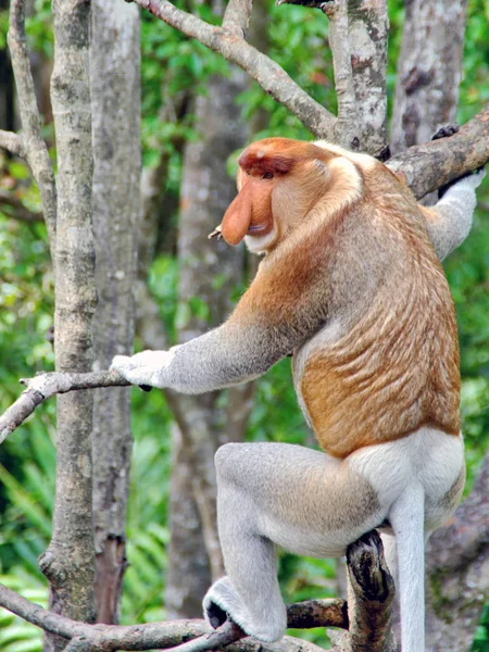 Neusapen in de jungle van Borneo (Kalimantan) — Stockfoto