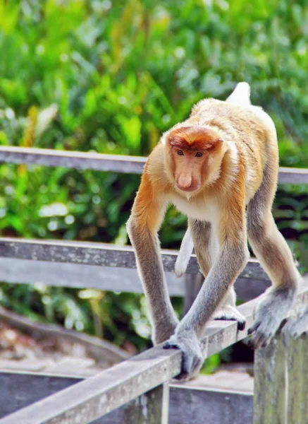 Monos entrometidos en las selvas de Borneo (Kalimantan ) — Foto de Stock