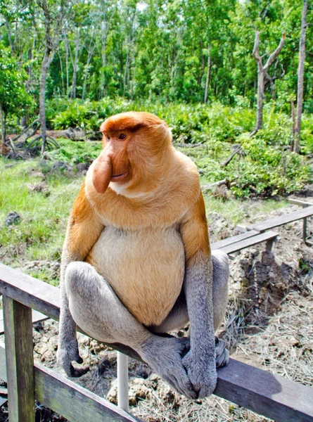 Monos entrometidos en las selvas de Borneo (Kalimantan ) —  Fotos de Stock