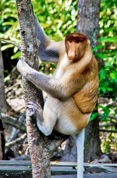 Nosed małpy w dżungli Borneo (Kalimantan) — Zdjęcie stockowe