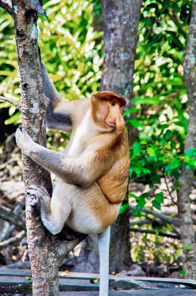 Monos entrometidos en las selvas de Borneo (Kalimantan ) — Foto de Stock