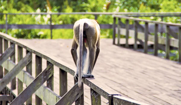 Proboscis Monkeys Endemic Borneo Island Malaysia — Stock Photo, Image