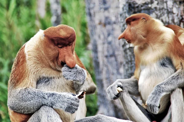 Nosed Małpy Dżungli Borneo Kalimantan — Zdjęcie stockowe