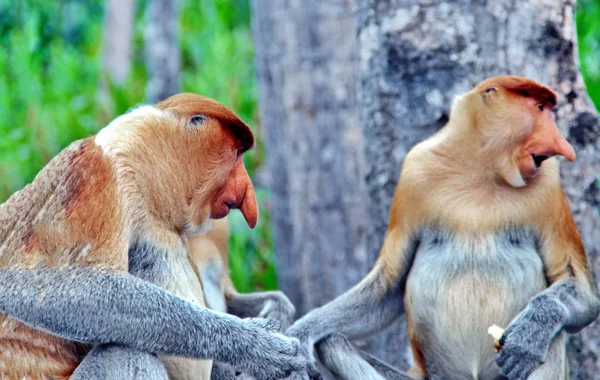 Monos entrometidos en las selvas de Borneo (Kalimantan ) — Foto de Stock