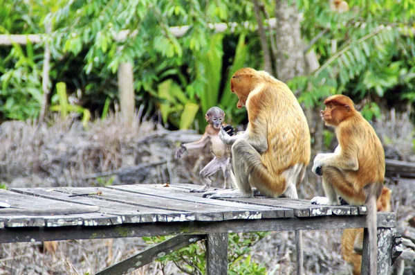 Monos Entrometidos Las Selvas Borneo Kalimantan — Foto de Stock