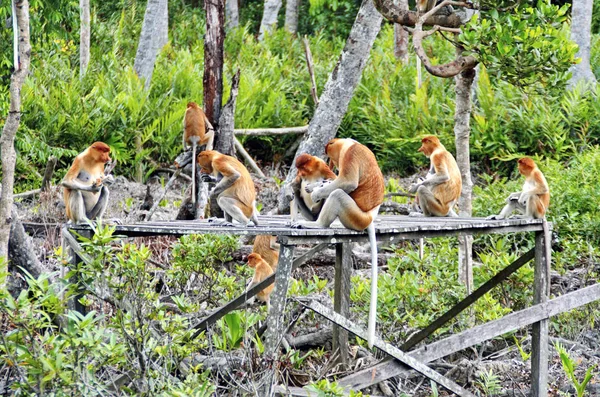 Monos Entrometidos Las Selvas Borneo Kalimantan —  Fotos de Stock