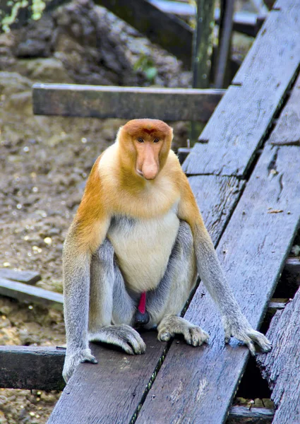 Endemiczne Małpy Trąba Wyspy Borneo Malezja — Zdjęcie stockowe