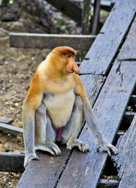 Endemiczne Małpy Trąba Wyspy Borneo Malezja — Zdjęcie stockowe